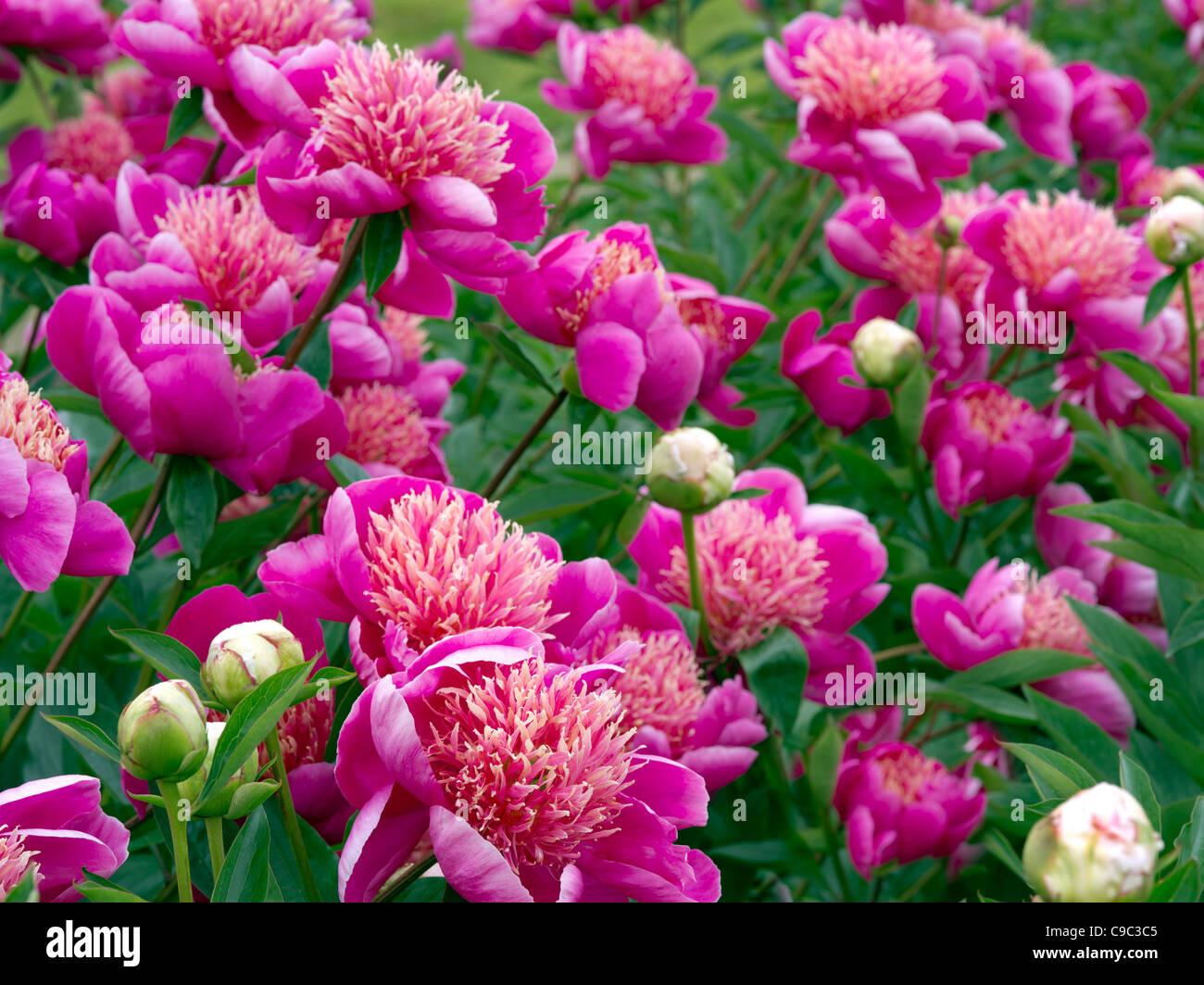Cerca de Peony, Lilliam salvaje. Foto de stock