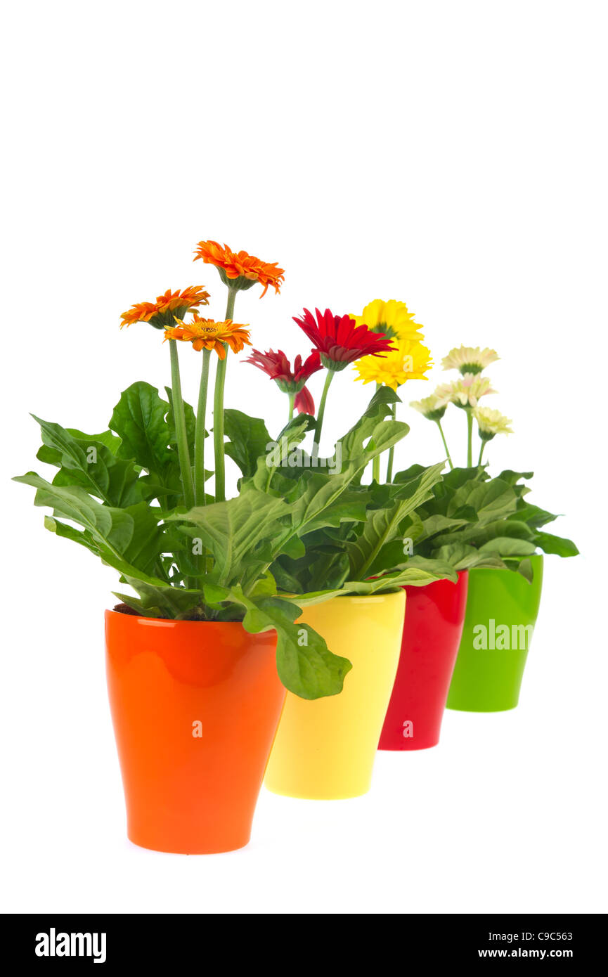 Plantas Gerber en rojo, naranja y amarillo Foto de stock