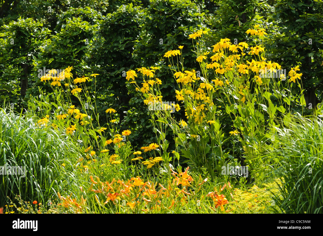 Cono brillante flor (rudbeckia nitida 'juligold') Foto de stock