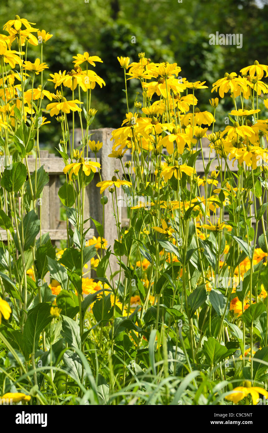 Cono brillante flor (rudbeckia nitida 'juligold') Foto de stock