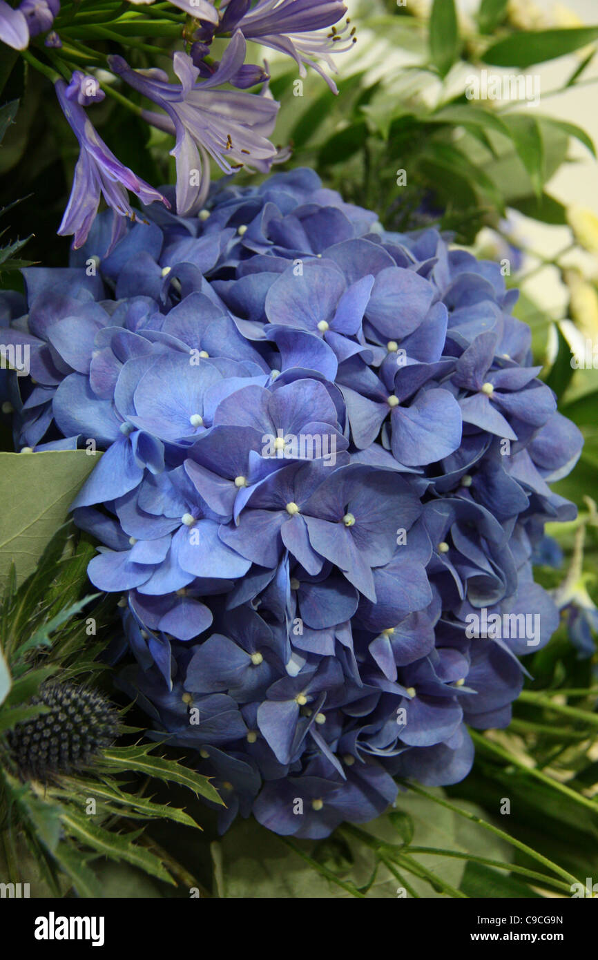 Hydrangea, cerca de flor azul con el cardo y verdor. Foto de stock
