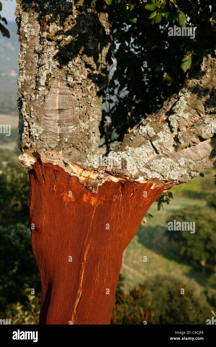 Cork árboles alrededor del Monte Limbara montaña, Cerdeña, Italia. Foto de stock