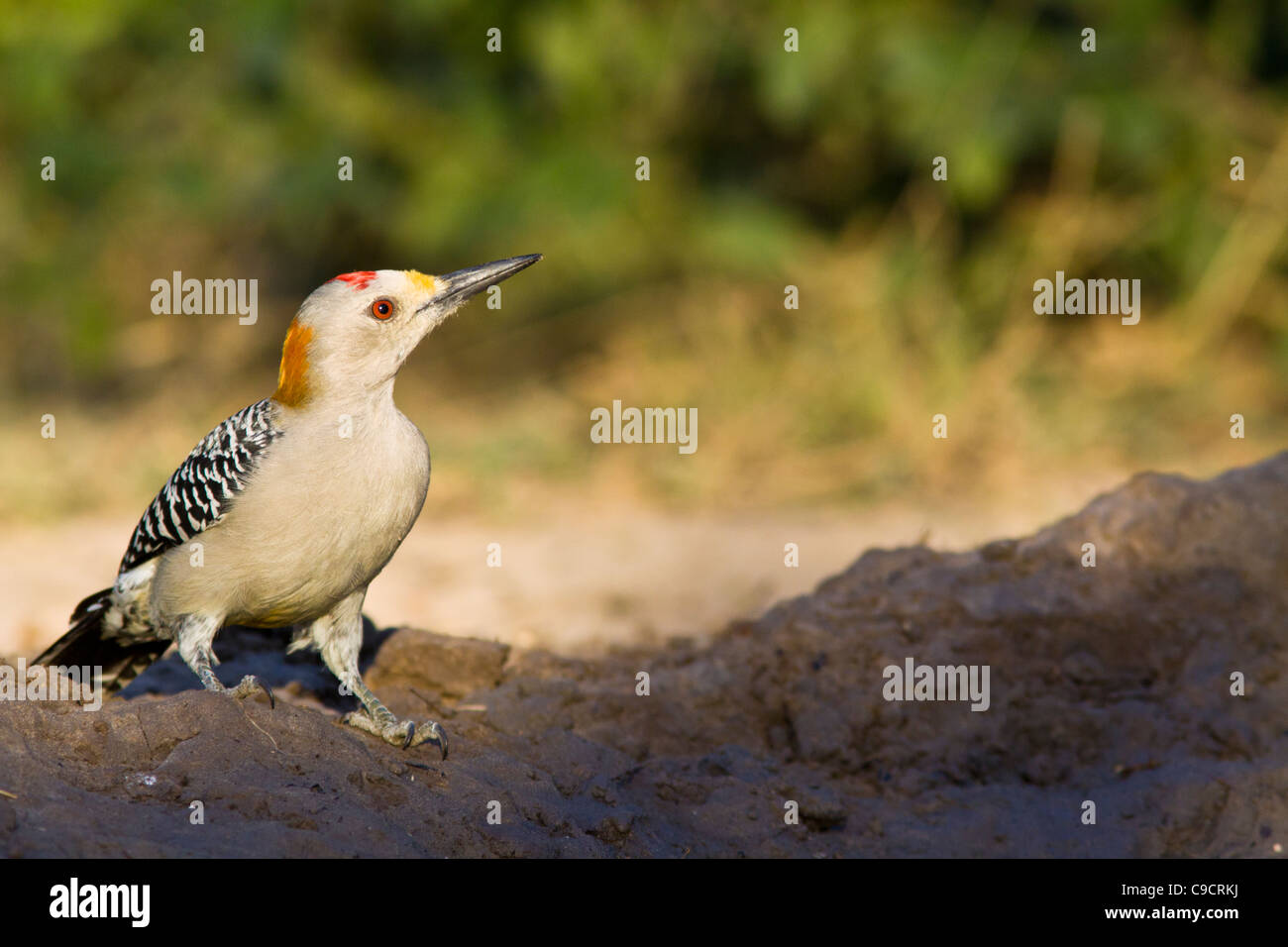 De fachada de oro, el Pájaro Carpintero Melanerpes aurifrons, en el sur de Texas. Foto de stock