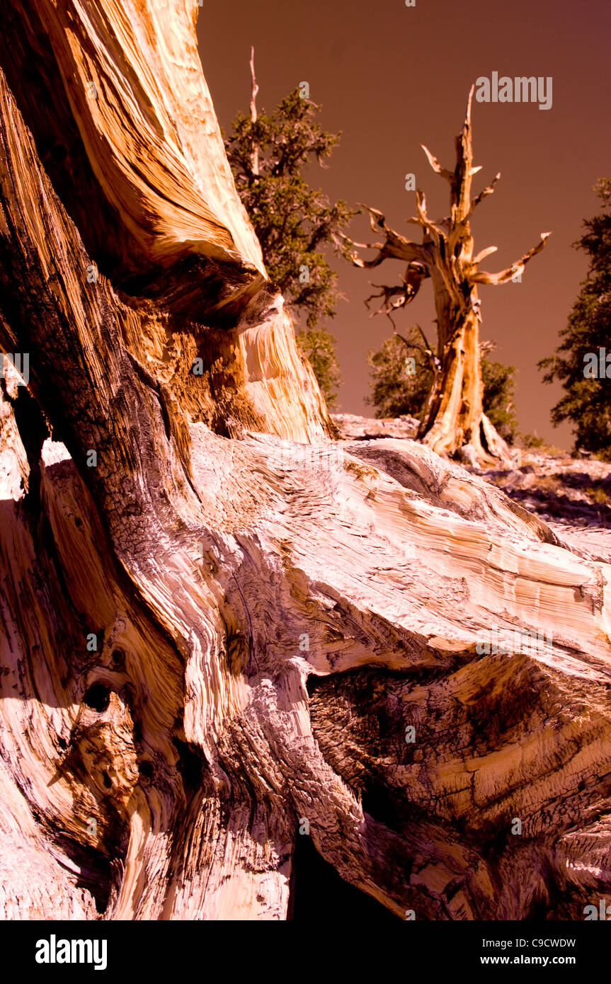 Antiguo bosque de pinos bristlecone, Grove de 3000- 4000 año viejos árboles en las Montañas Blancas, Inyo National Forest, California Foto de stock