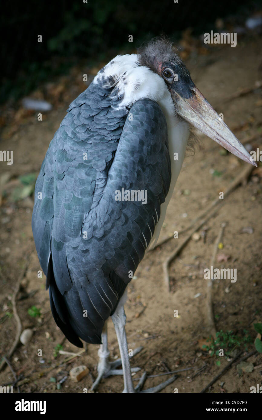 Leptoptilos crumeniferus / Marabou Stork Foto de stock