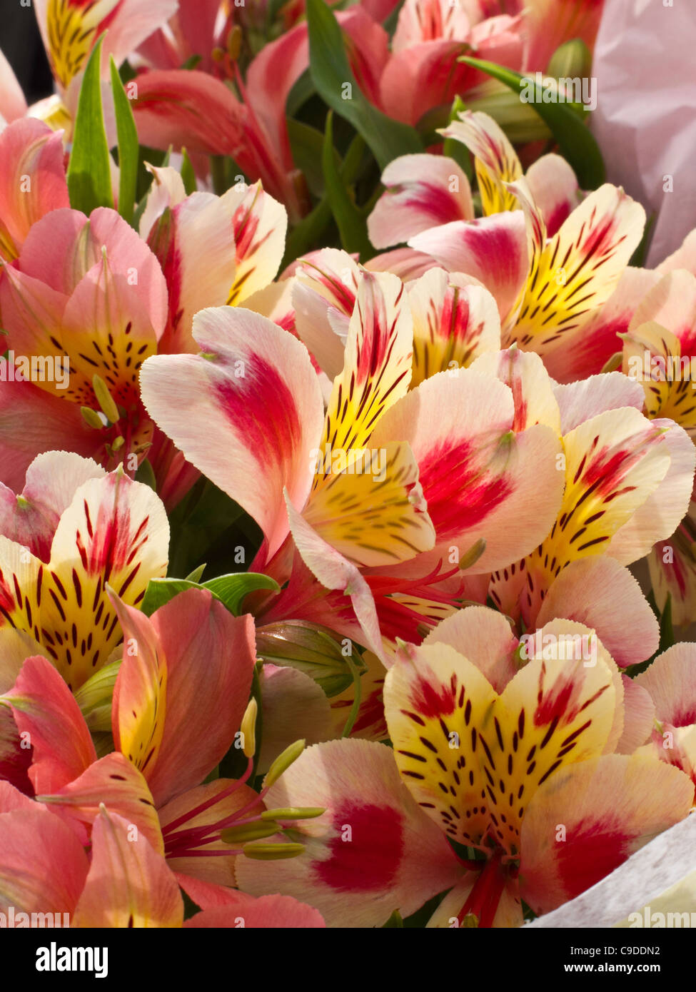 Flores de alstromerias fotografías e imágenes de alta resolución - Alamy