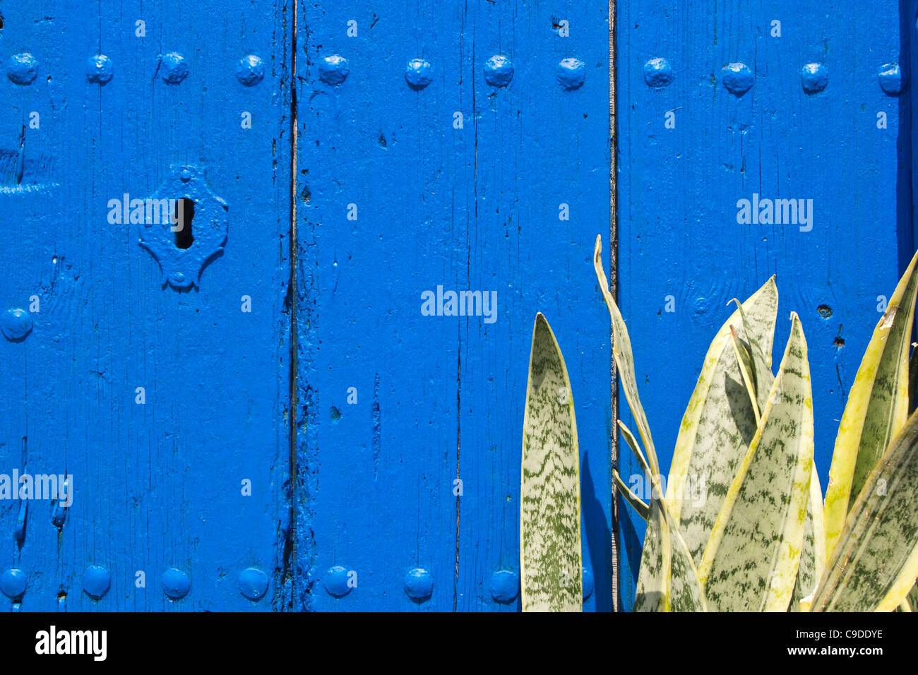 Antiguas puertas azules y Sansevieria trifasciata, Tarifa, Costa de la Luz, Andalucía, España. Foto de stock