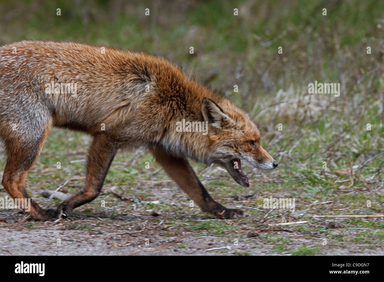El zorro rojo (Vulpes vulpes) mostrando un comportamiento agresivo por gruñendo hacia el competidor Foto de stock