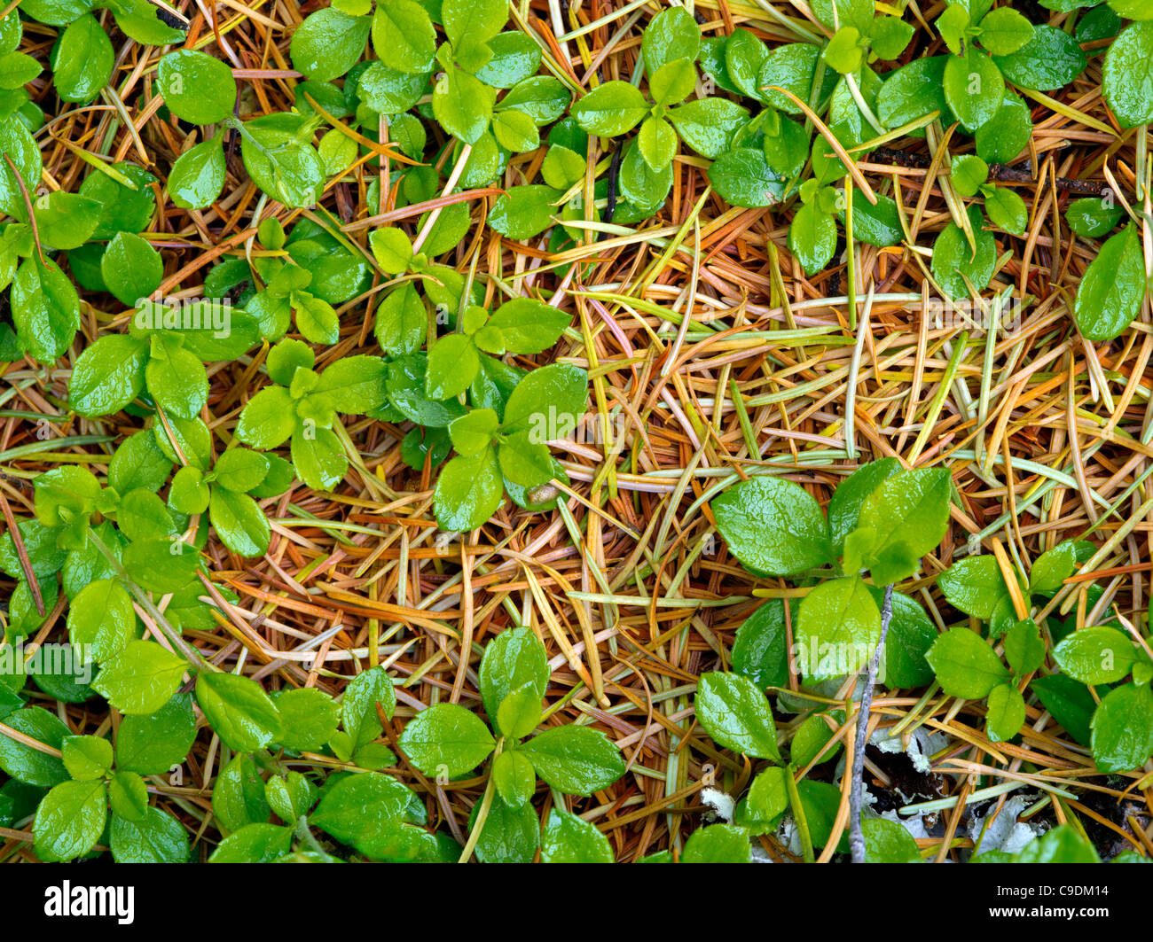 Muelle nuevo crecimiento en planta no identificada y agujas de abeto Douglas. Rogue River National Forest, Oregón Foto de stock