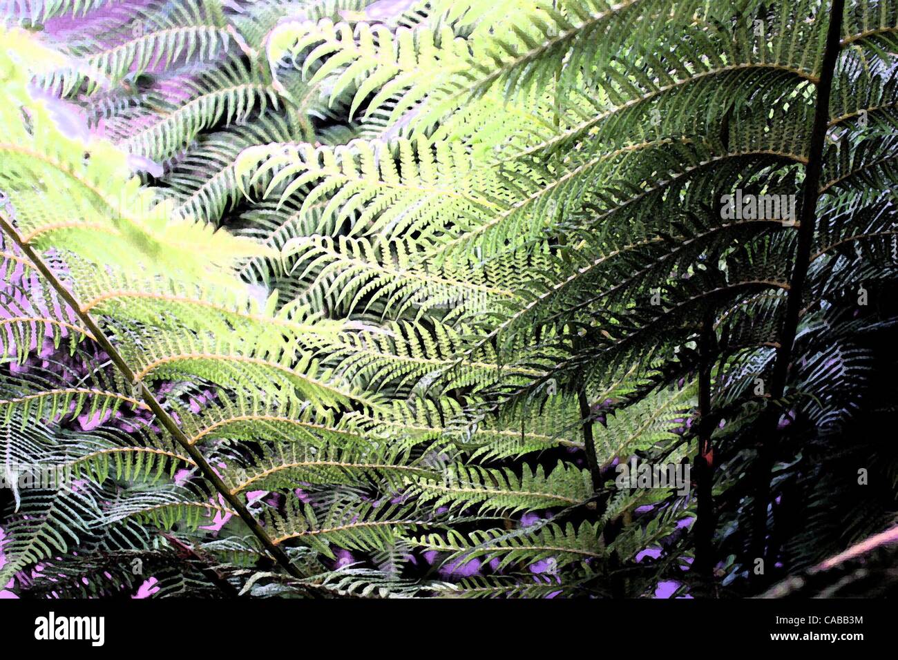 Jun 03, 2004; Los Ángeles, CA, EE.UU.; las plantas de helecho. Foto de stock