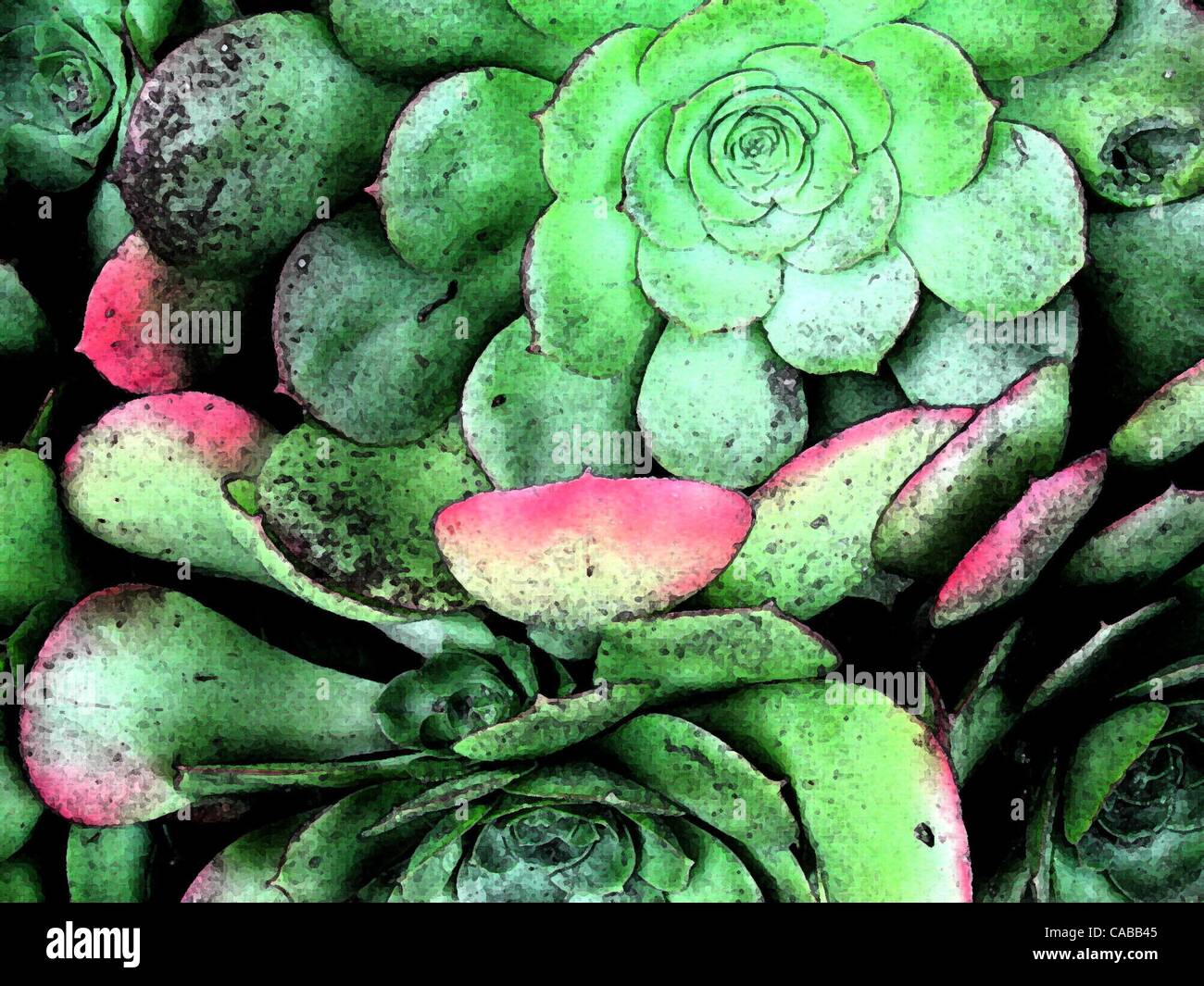 Jun 03, 2004; Los Ángeles, CA, EE.UU.; el verde de las plantas suculentas. Foto de stock