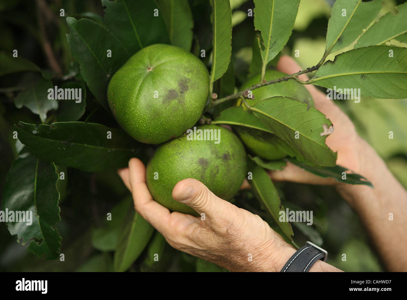 árbol de zapote fotografías e imágenes de alta resolución Alamy