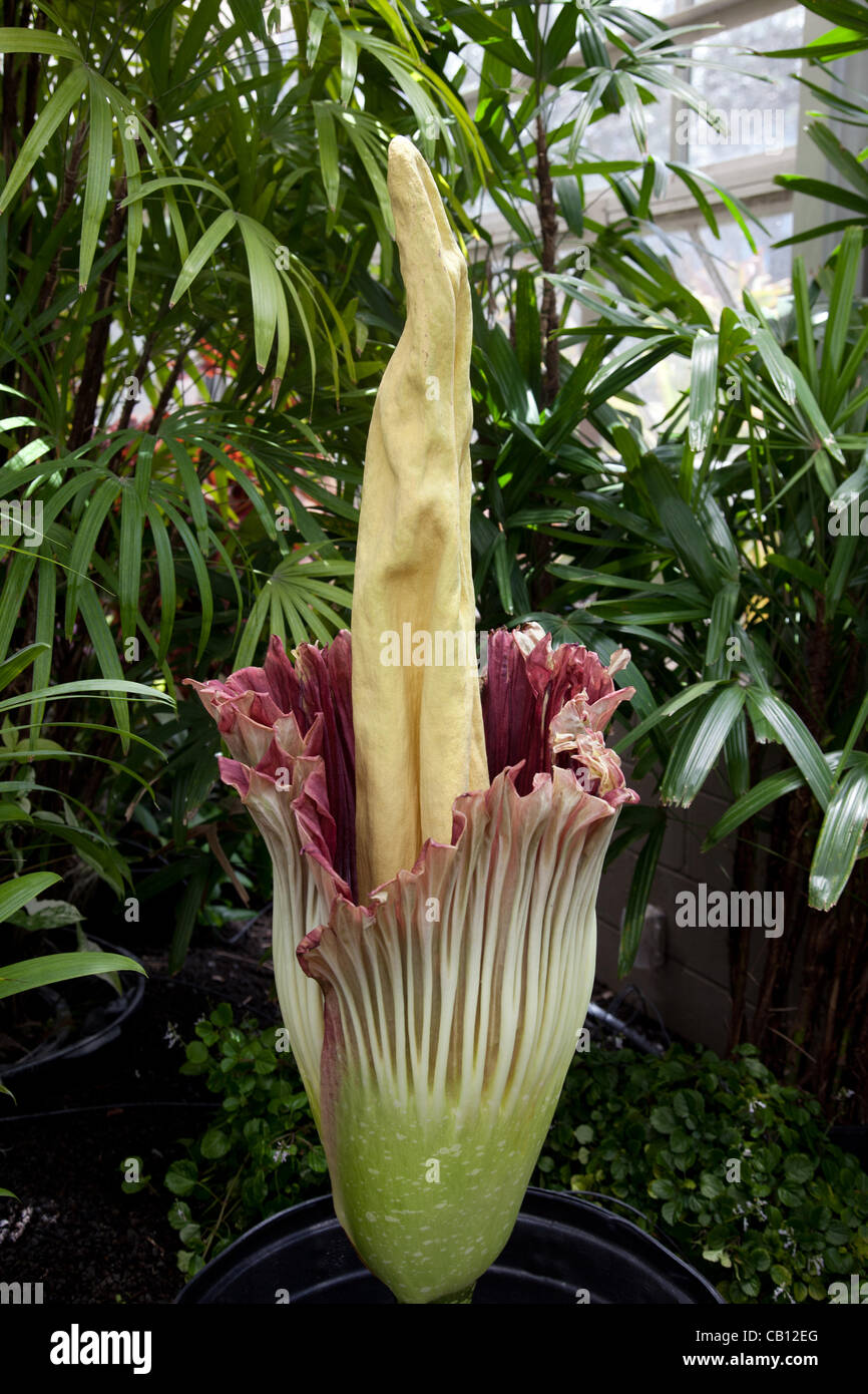 Amorphophallus titanum (cadáver) flor florece en Honolulu, Hawaii, en el jardín botánico Foster. La flor florece sólo una vez cada cinco años y despide un olor a menudo descrbed como carne podrida. Foto de stock