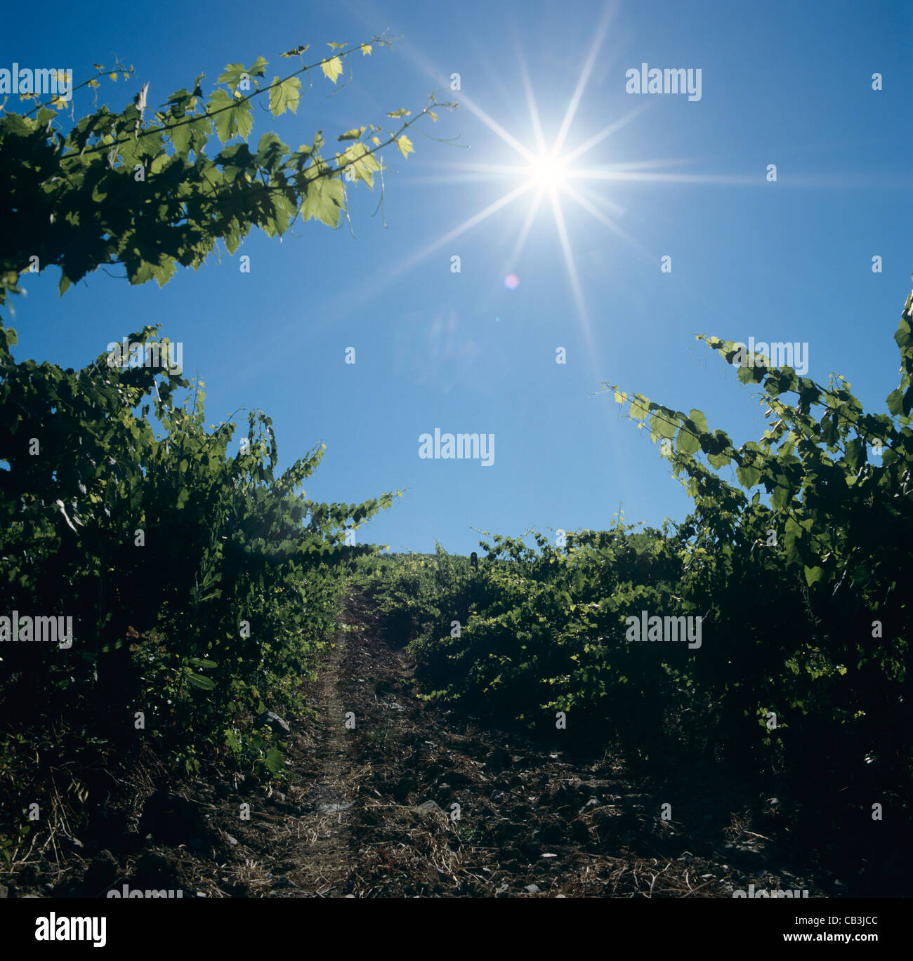 Mirando hacia el sol naciente en un viñedo de Chianti, cerca de Siena, Toscana, Italia Foto de stock