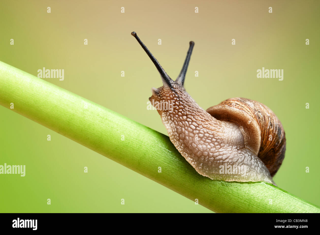 Jardín común caracol arrastrándose en tallo verde de planta Foto de stock