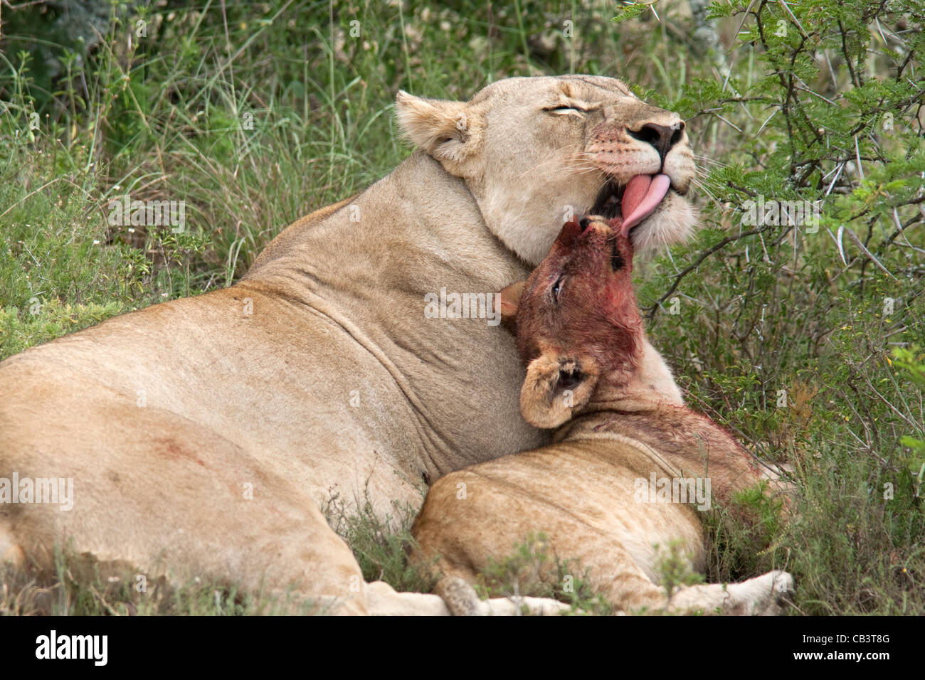 Limpieza lavica cub, Panthera leo, después de matar, reserva privada de Kwandwe, Eastern Cape, Sudáfrica Foto de stock