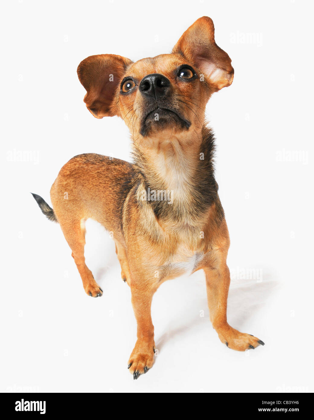 Un alto ángulo de visualización de un perro Chiweenie (un cruce de  chihuahua y Teckel Fotografía de stock - Alamy