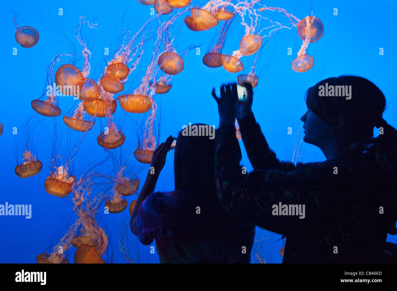 La ortiga de mar del Pacífico, Chrysaora fuscescens es común scyphozoa flotante libre que vive en el Océano Pacífico. Foto de stock