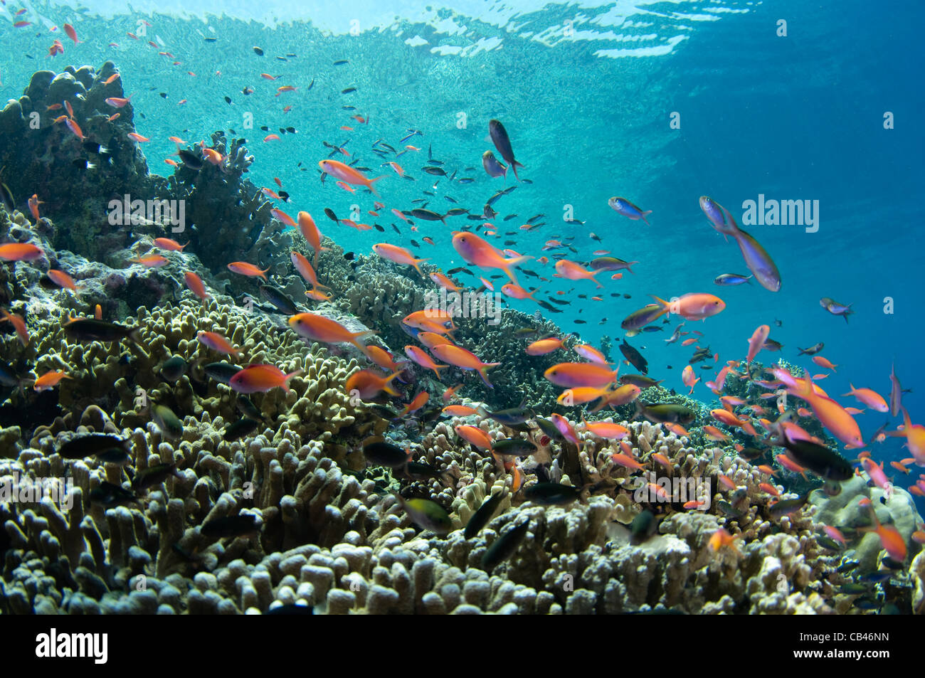 Pseudanthias Anthias, sp., y los arrecifes de coral, Pulau Penyu, Banda Mar, Indonesia Oriental, Océano Pacífico Foto de stock