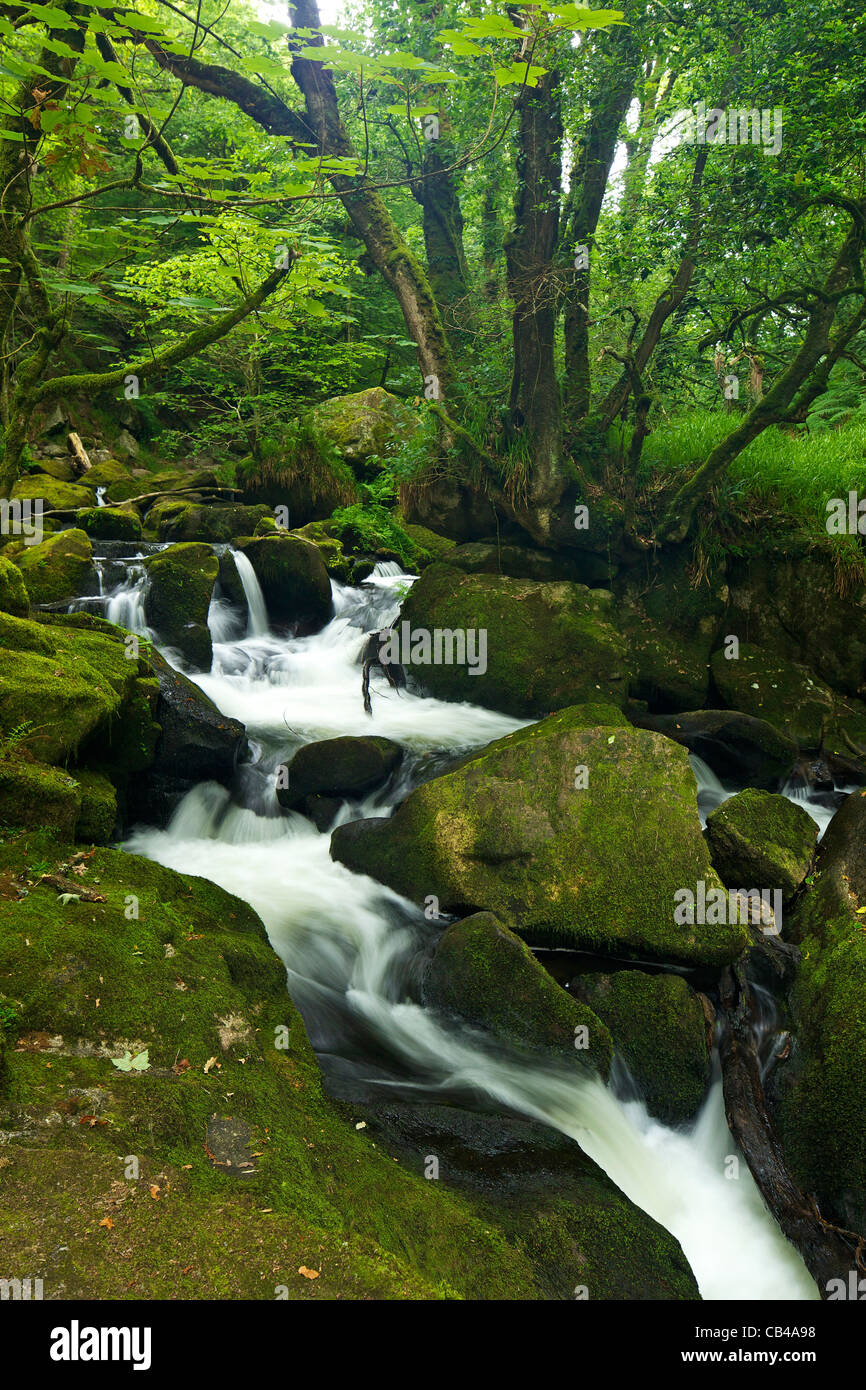Río Fowey en Golitha Falls Reserva Natural Nacional, bosques de robles sésiles, de Bodmin Moor, Cornualles, en el Suroeste de Inglaterra, Reino Unido Foto de stock