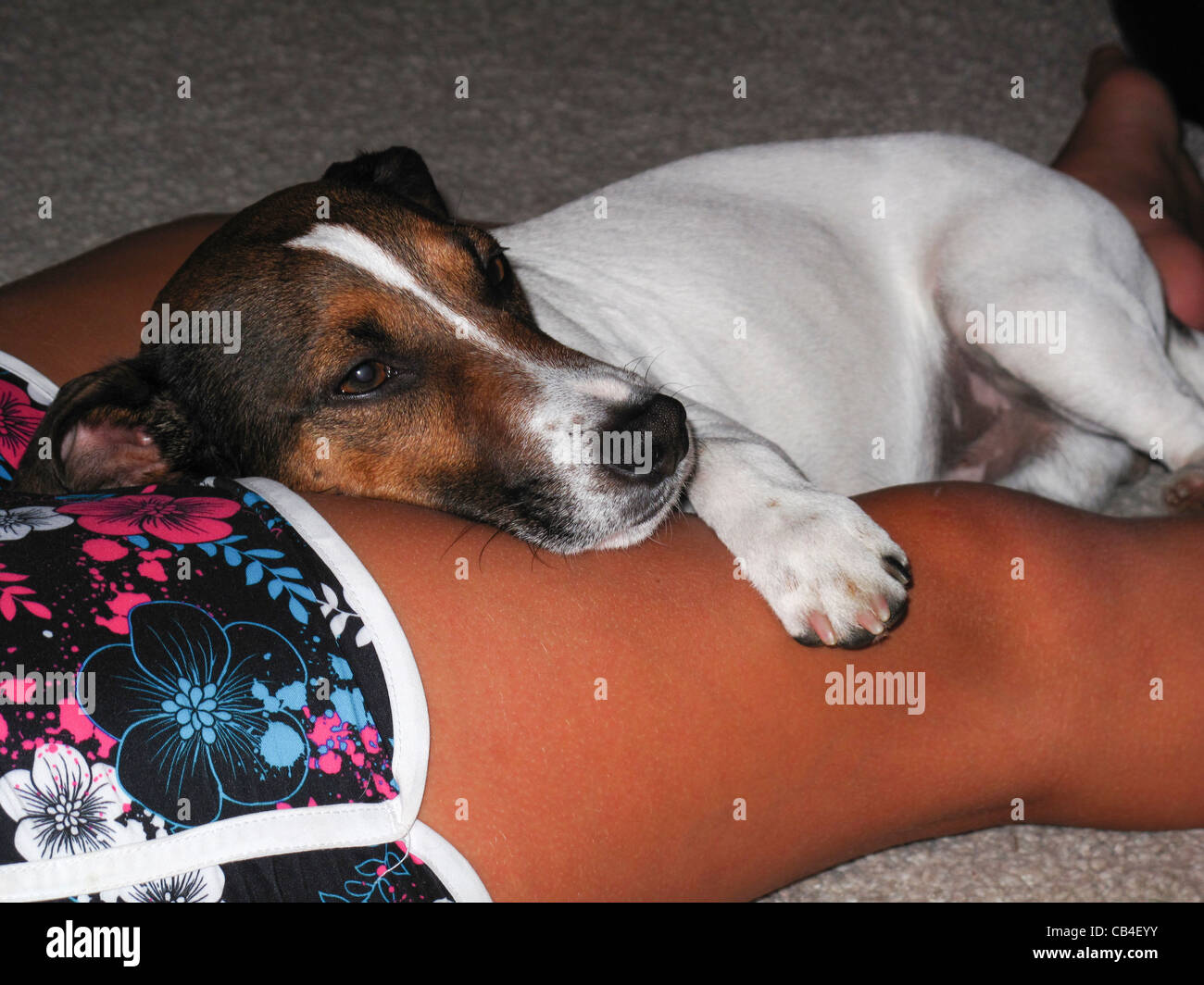 Jack Russell terrier tumbado sobre jóvenes piernas bronceadas Foto de stock