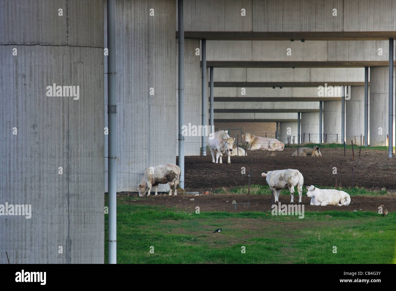 El rebaño de vacas que pastan bajo el puente carretero, Bélgica Foto de stock