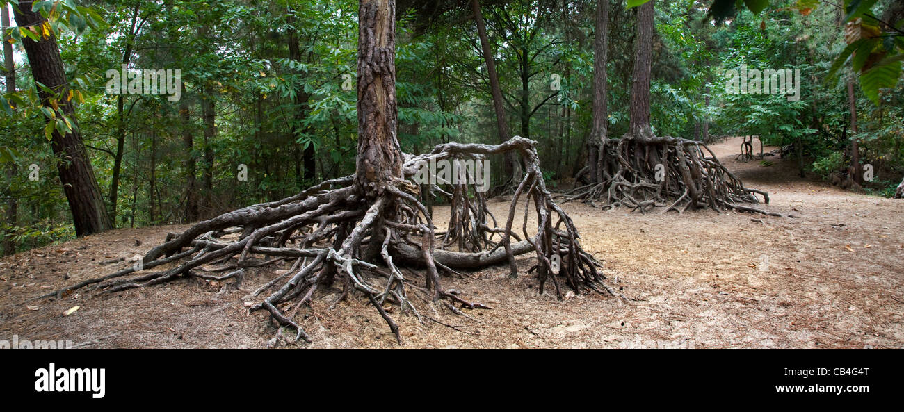 Expone las raíces de pinos debido a la erosión del suelo en los bosques en Kasterlee, Bélgica Foto de stock