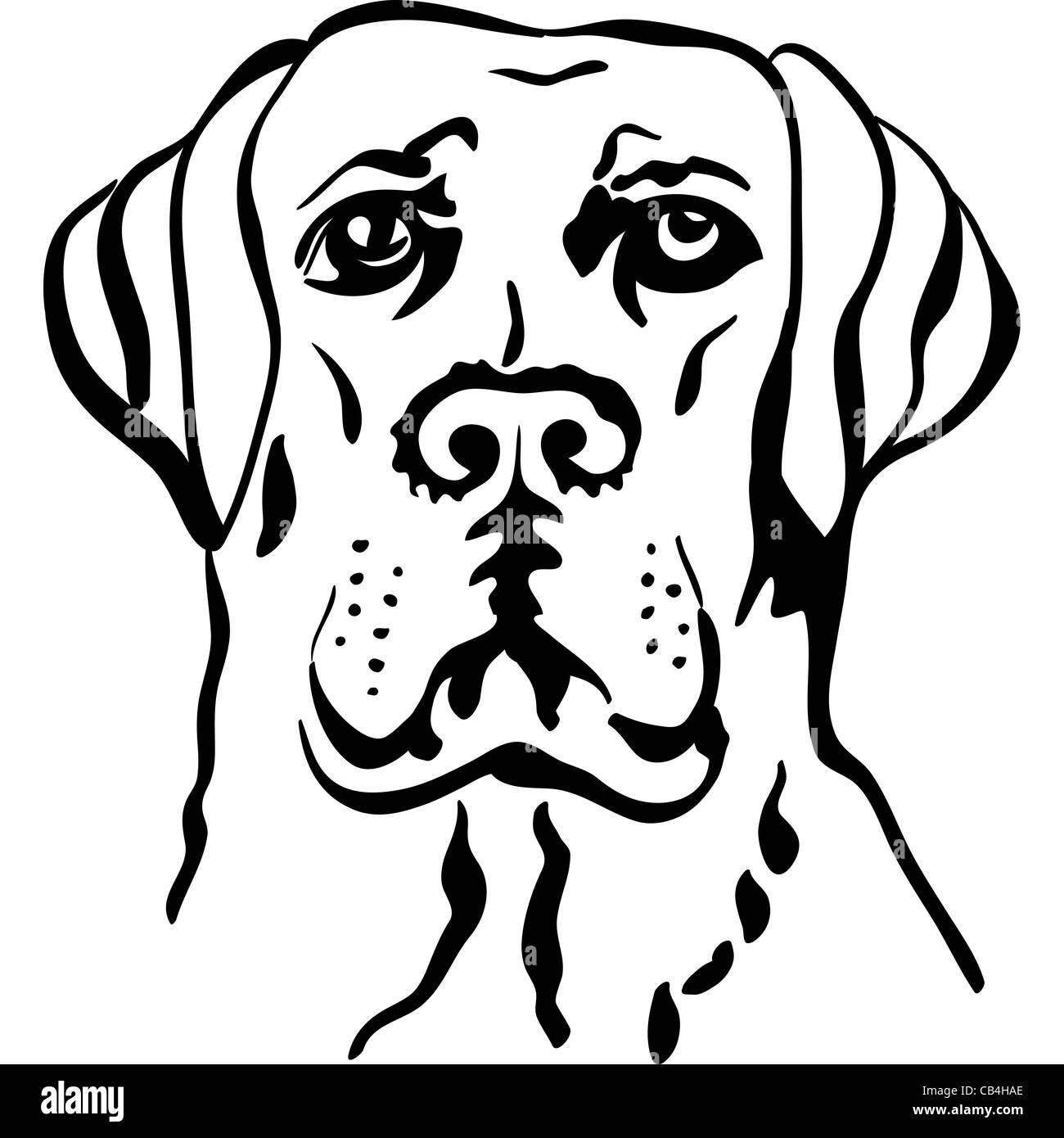 Dibujo en blanco y negro de un retrato de un close-up de grave perro de  raza Labrador retrievers Fotografía de stock - Alamy