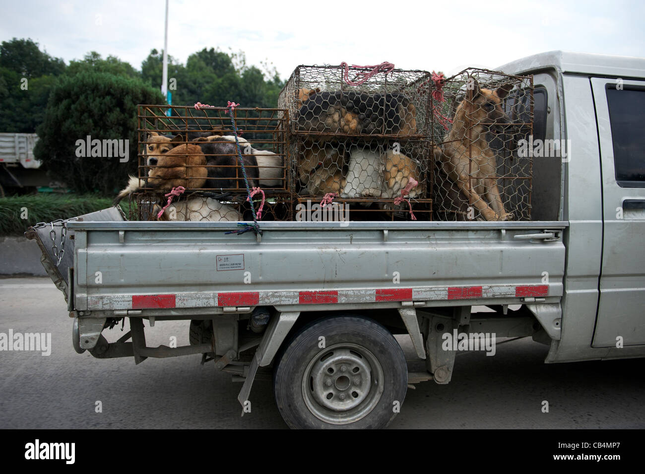 Perros para ser sacrificados para el restaurante están rellenas en jaulas en  la parte trasera de un pick-up en Taizhou, Zhejiang, China. 11-Nov-2011  Fotografía de stock - Alamy