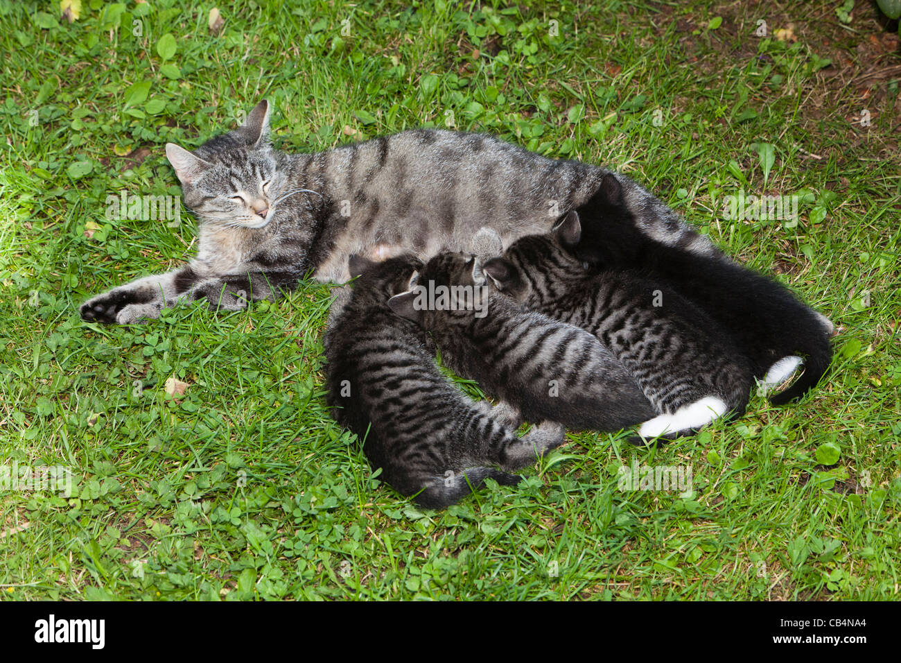 Mamá Gata, cochinillo de gatitos en jardín, Baja Sajonia, Alemania Foto de stock