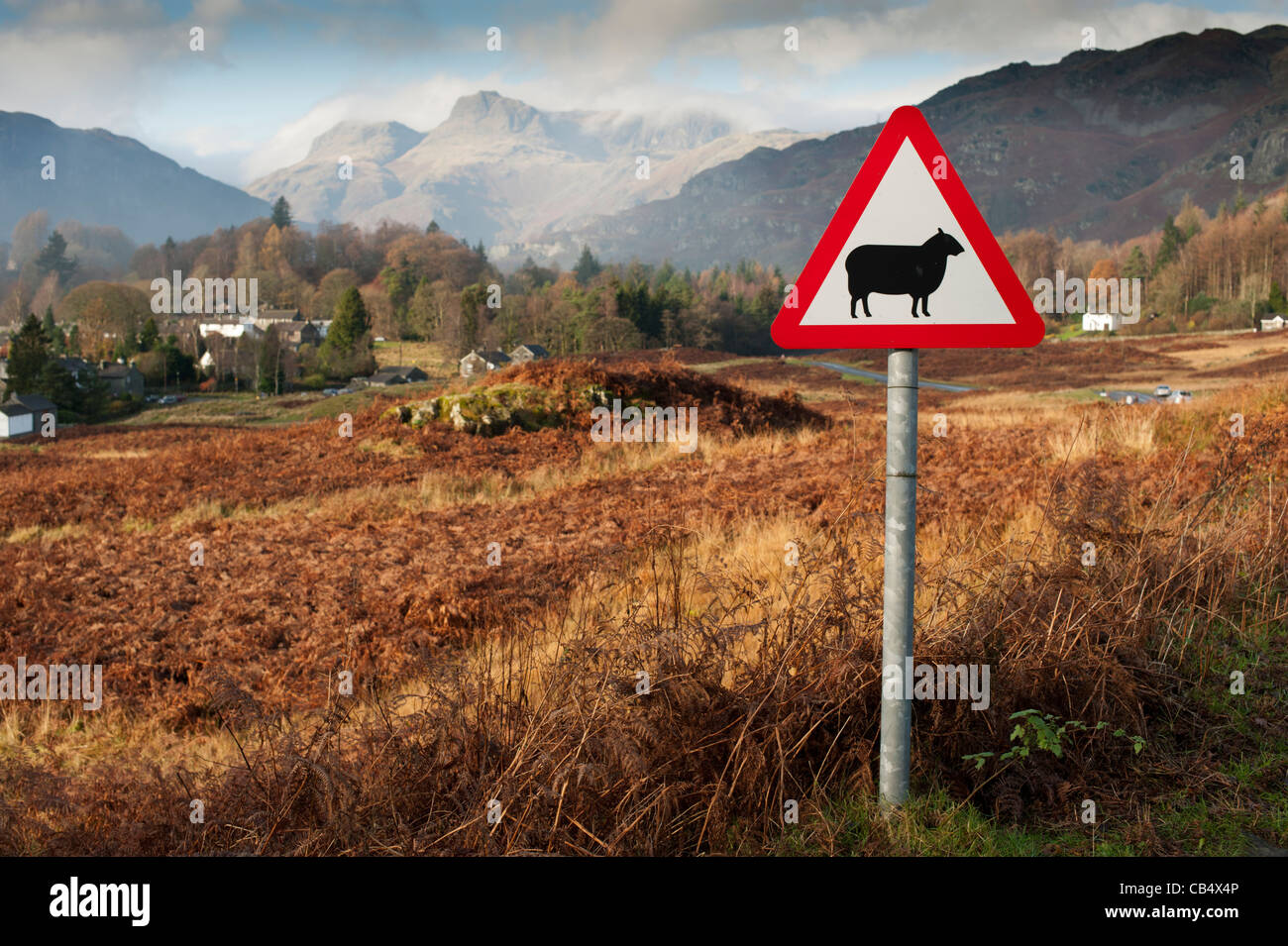 Señal de advertencia para la cría de ovinos en gran Langdale Distrito del Lago Cumbria Inglaterra Foto de stock