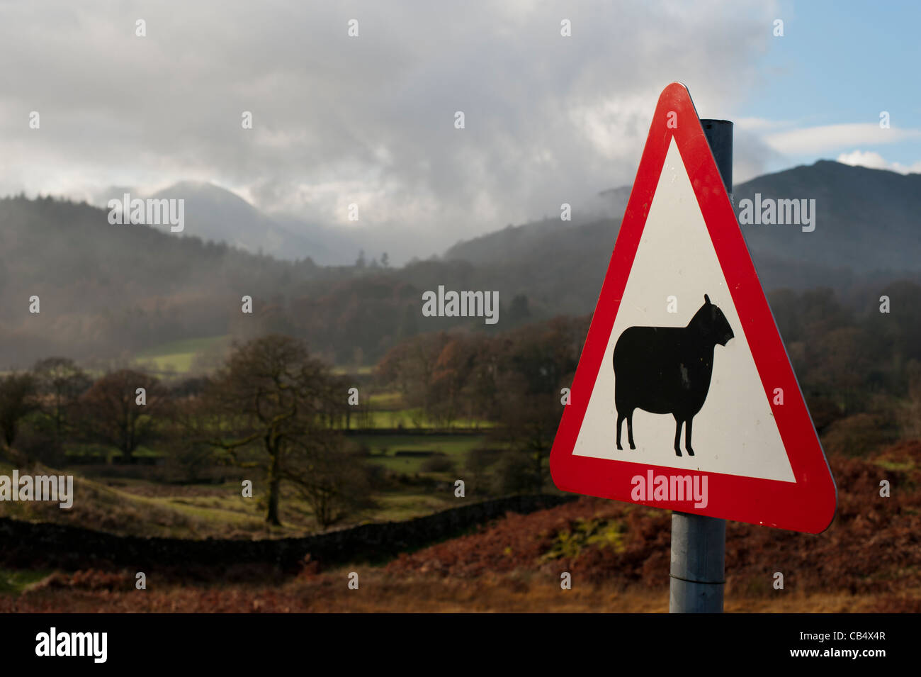 Señal de advertencia para la cría de ovinos en gran Langdale Distrito del Lago Cumbria Inglaterra Foto de stock