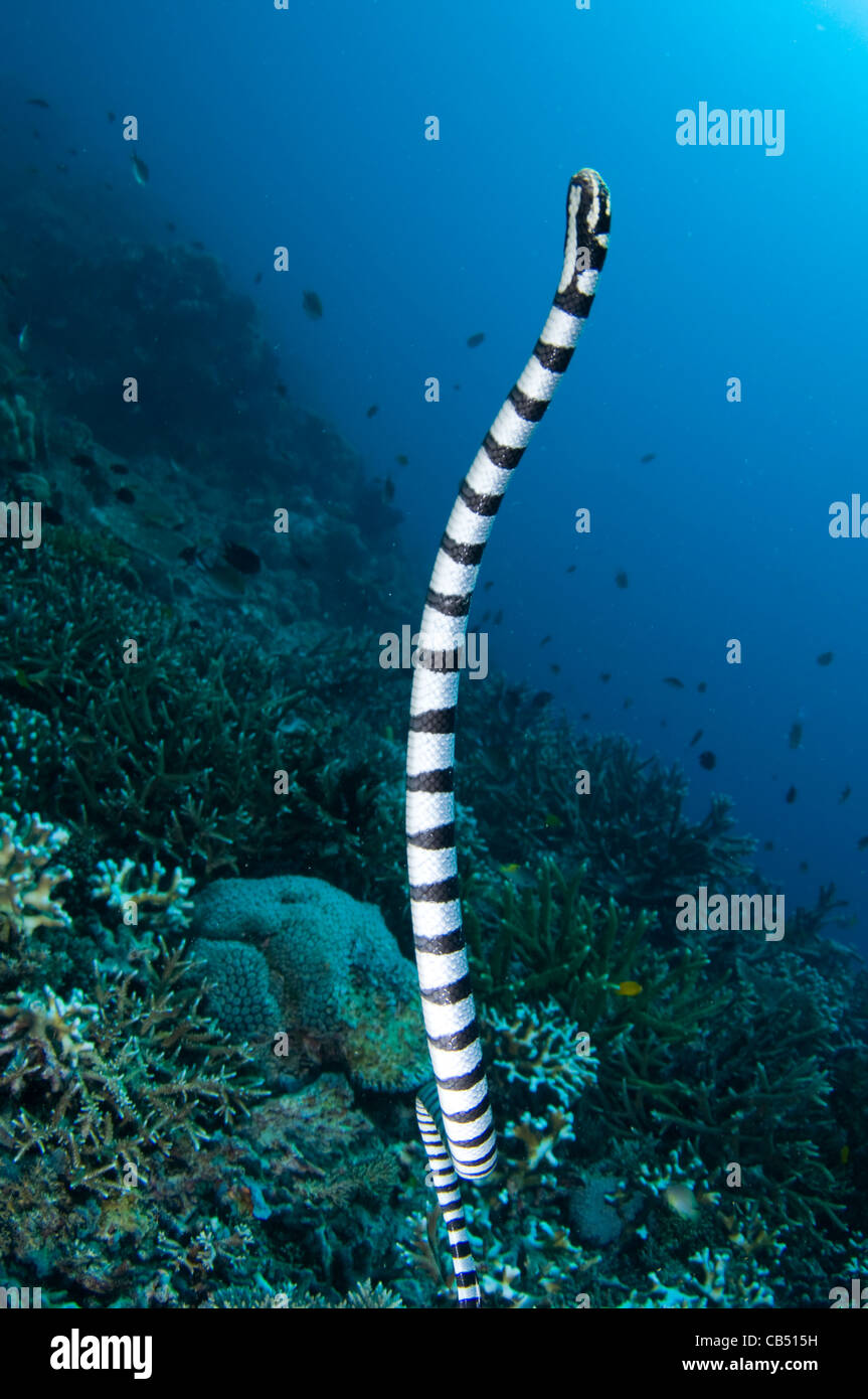 Un mar krait o bandas, Laticauda colubrina serpiente de mar, rumbo a la superficie para respirar, Raja Ampat, Papua Occidental, Indonesia, la APIC Foto de stock