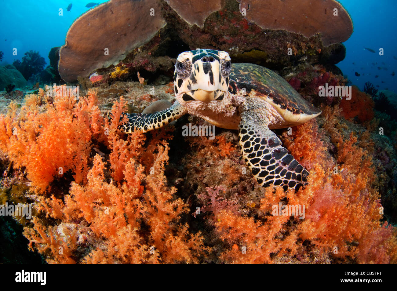 La tortuga carey, Eretmochelys imbricata, y coral blando, Raja Ampat, Papua Occidental, Indonesia, Océano Pacífico Foto de stock
