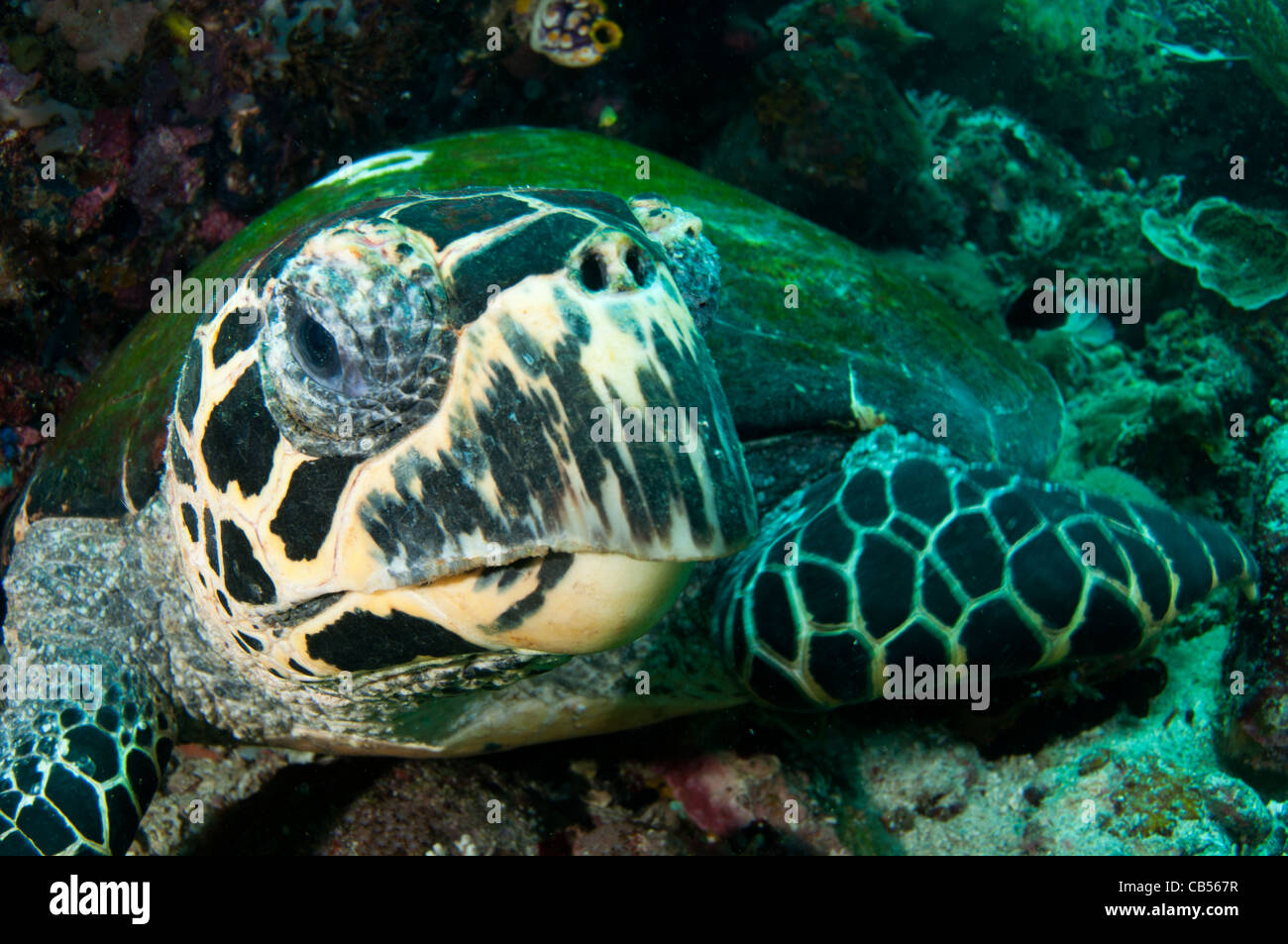 La tortuga carey, Eretmochelys imbricata, el Parque Nacional de Komodo, en Indonesia, Océano Pacífico Foto de stock