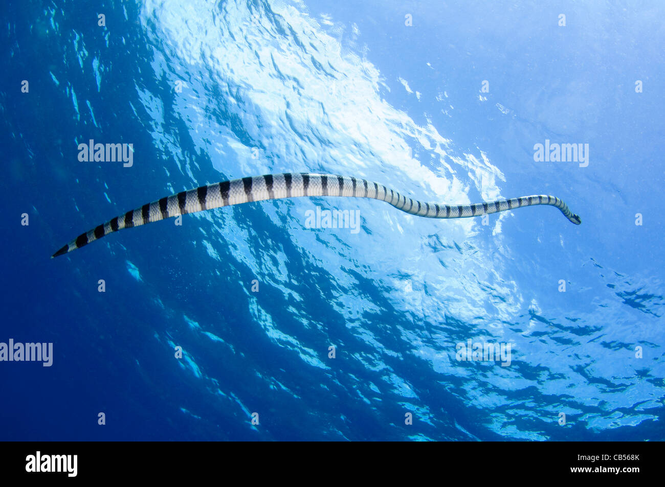 Una serpiente de mar con bandas sube a la superficie, Laticauda colubrina, Pulau Raja, Nusa Tenggara, Indonesia, Océano Pacífico Foto de stock