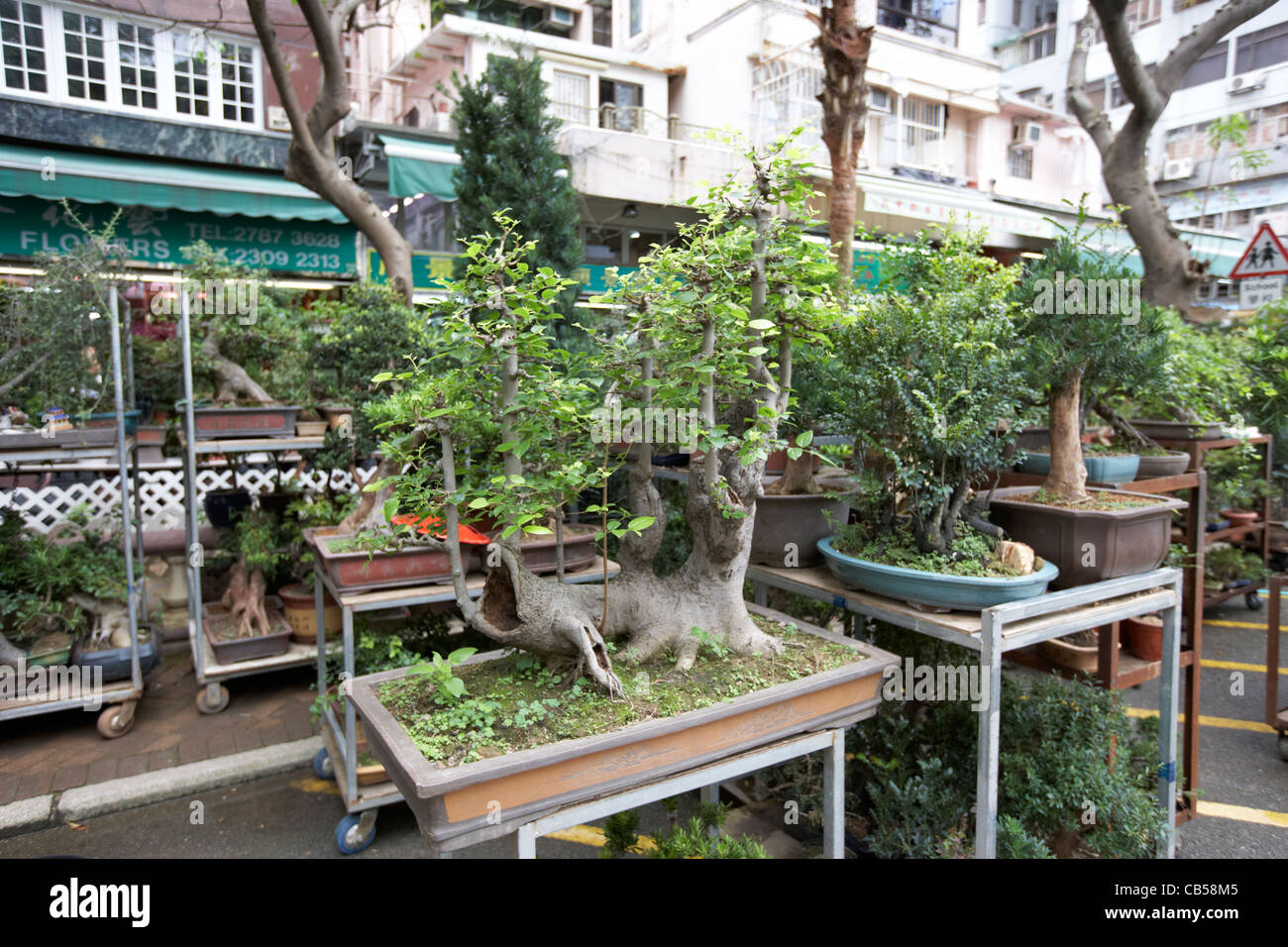 Bonsai tree hong kong fotografías e imágenes de alta resolución Alamy
