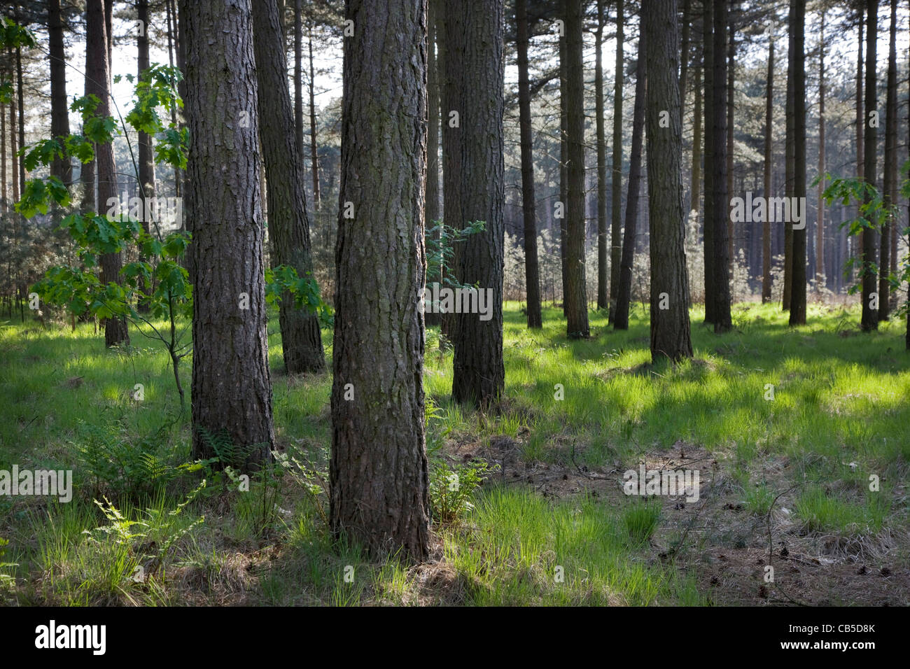 Unión pino negro (Pinus nigra) los árboles en el bosque, Bélgica Foto de stock