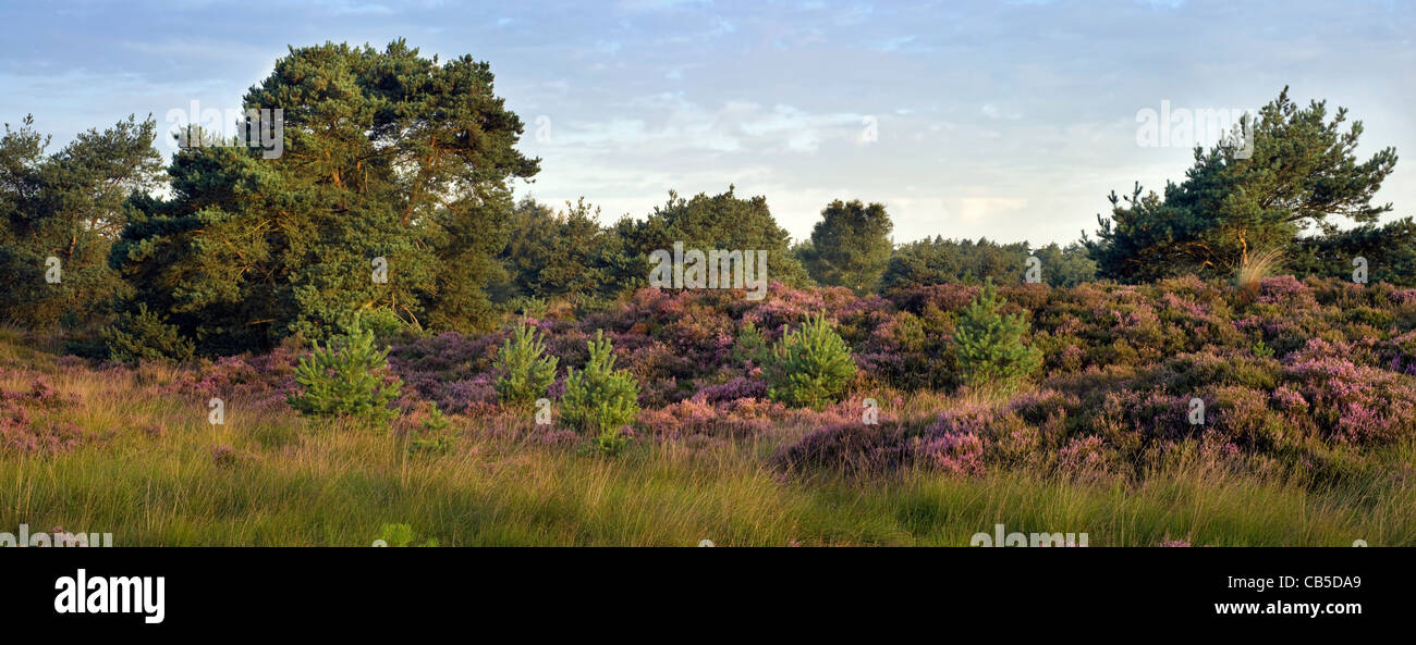 El parque natural de Zoom - parque Kalmthoutse heide con Heather florece en verano, Bélgica / Países Bajos Foto de stock