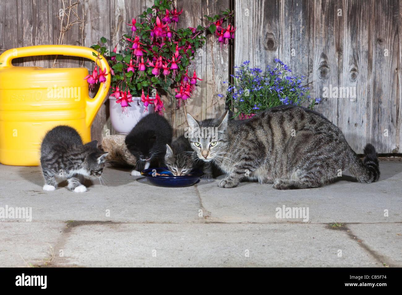 Gato con gatitos, alimentación delante del cobertizo de jardín, Baja Sajonia, Alemania Foto de stock