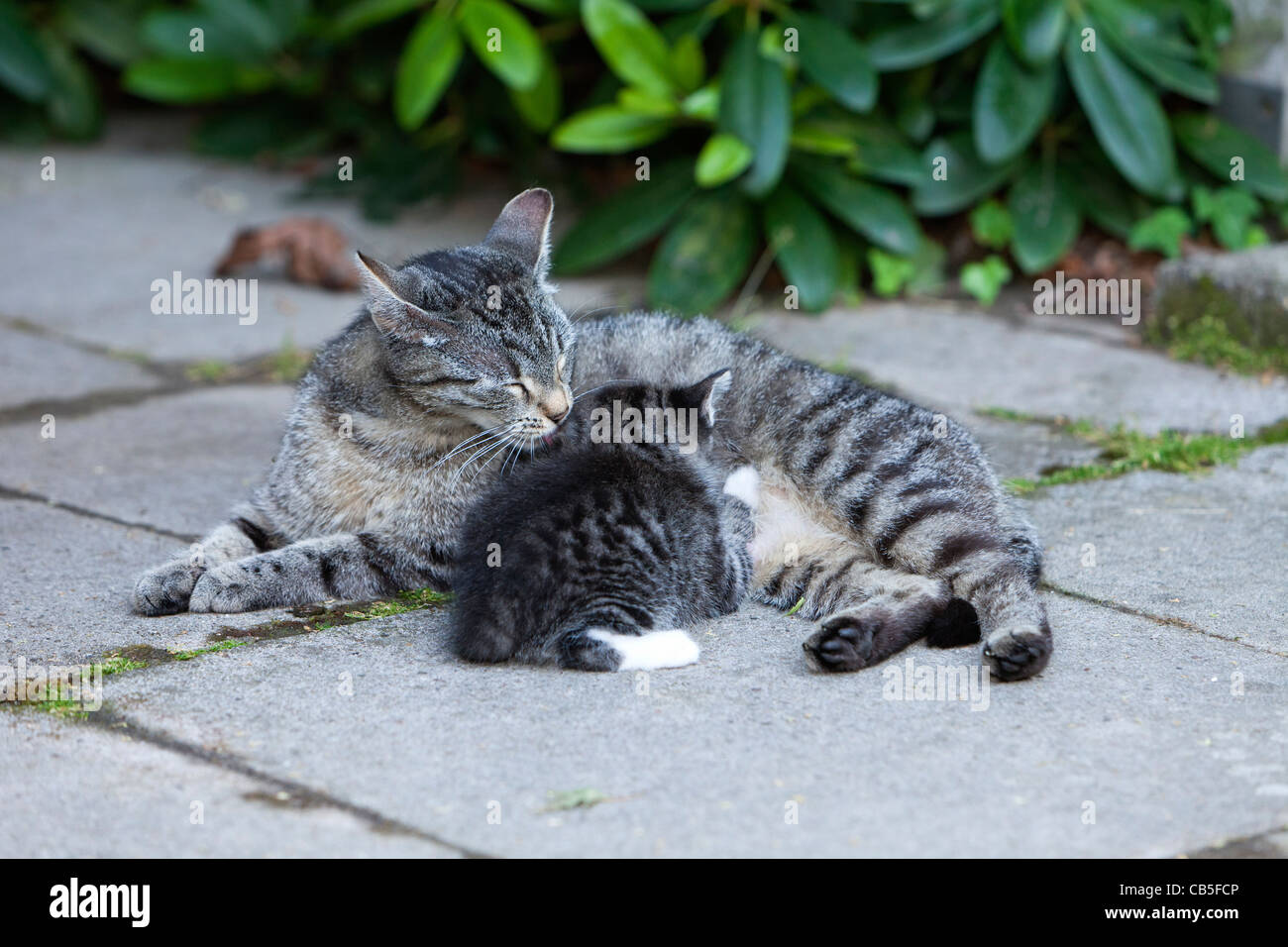 Gato, mamando gatito afuera en el jardín, Baja Sajonia, Alemania Foto de stock