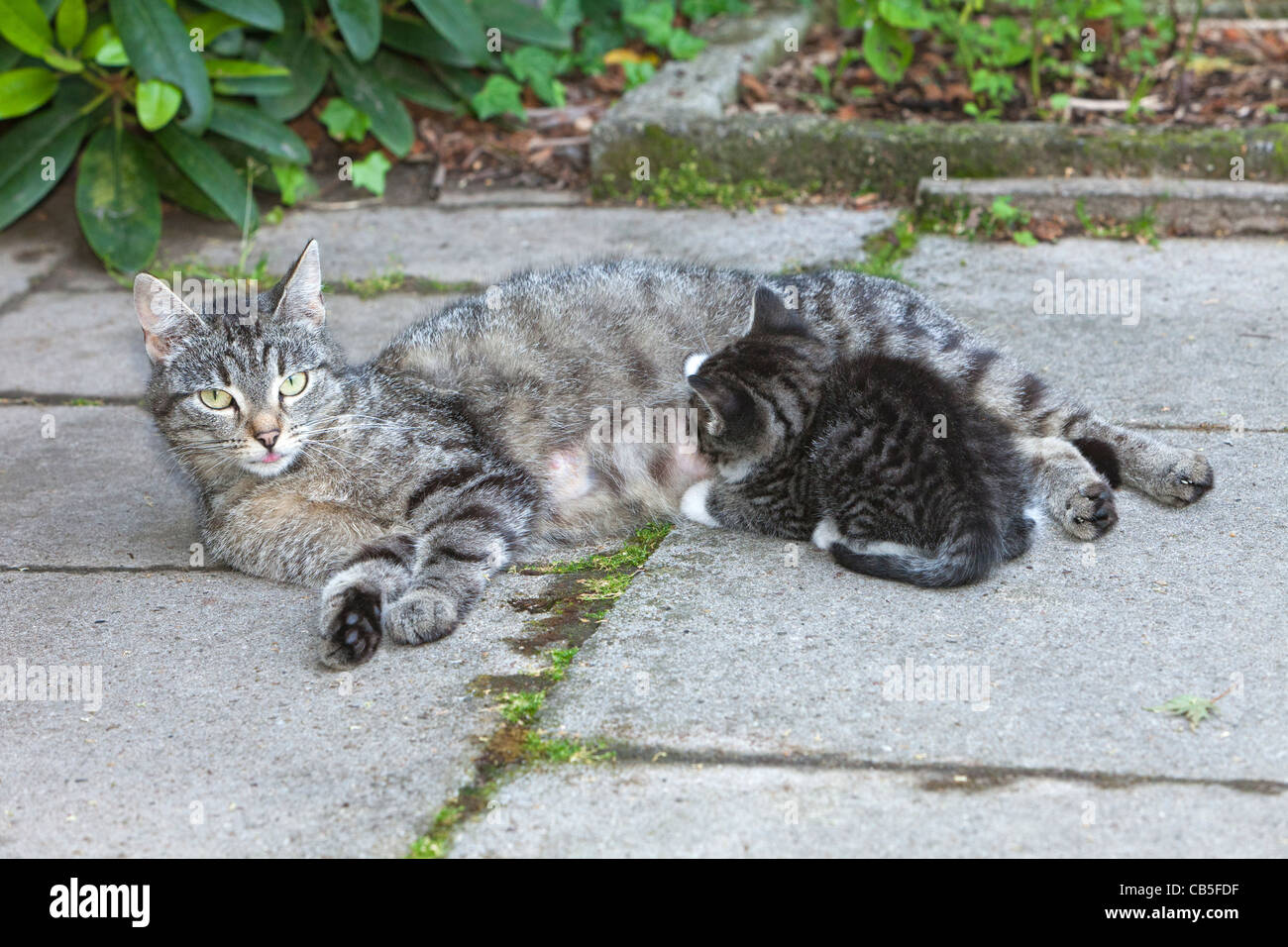 Gato, mamando gatito afuera en el jardín, Baja Sajonia, Alemania Foto de stock
