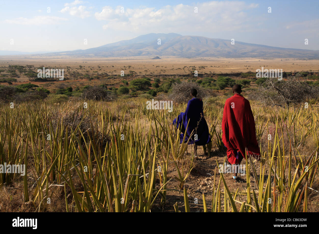 Los hombres Masai caminando por la sabana, área de conservación Ngogongoro, Tanzania Foto de stock