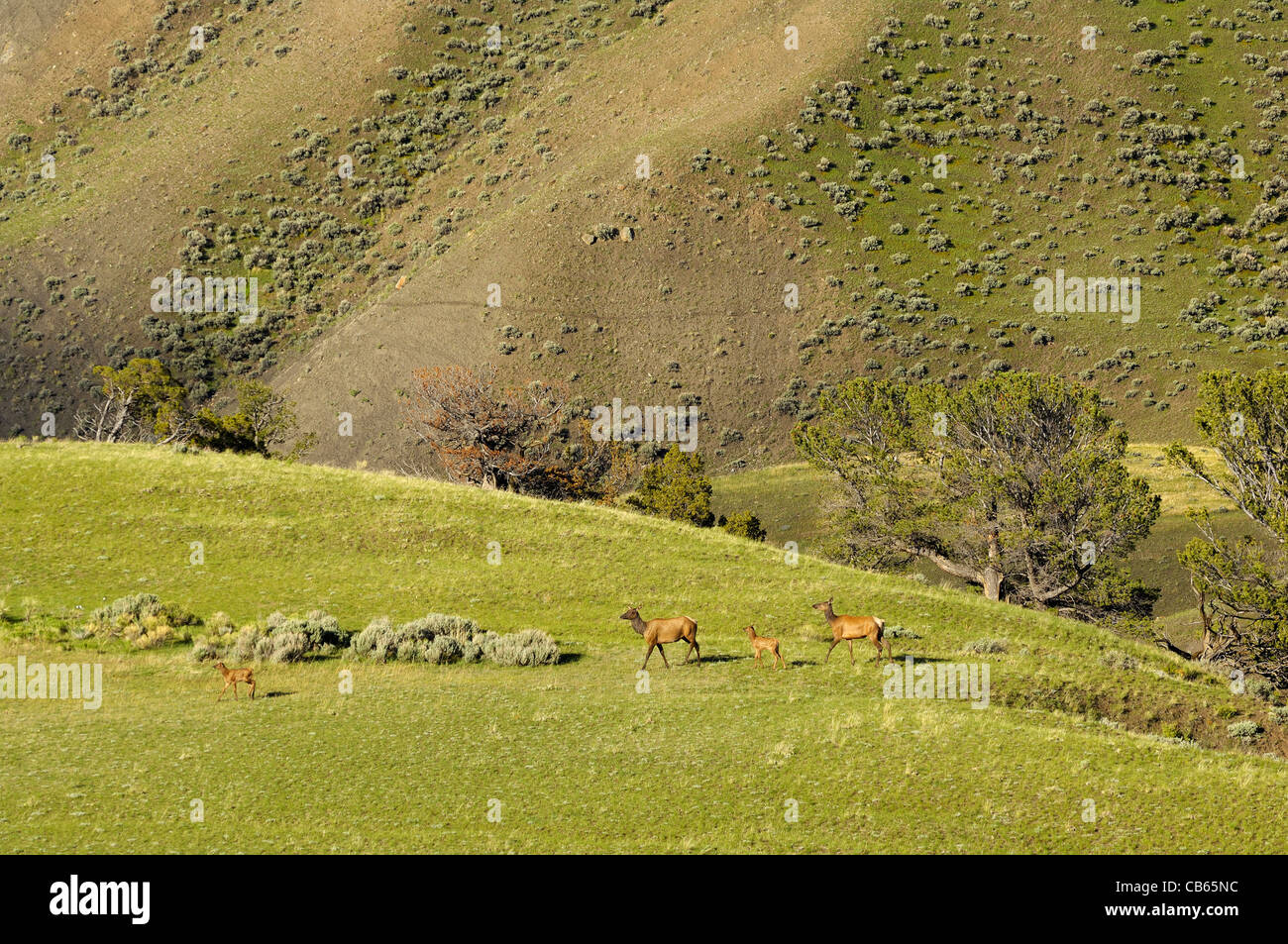 Elk madres y bebés en el espectacular paisaje de montaña. Foto de stock