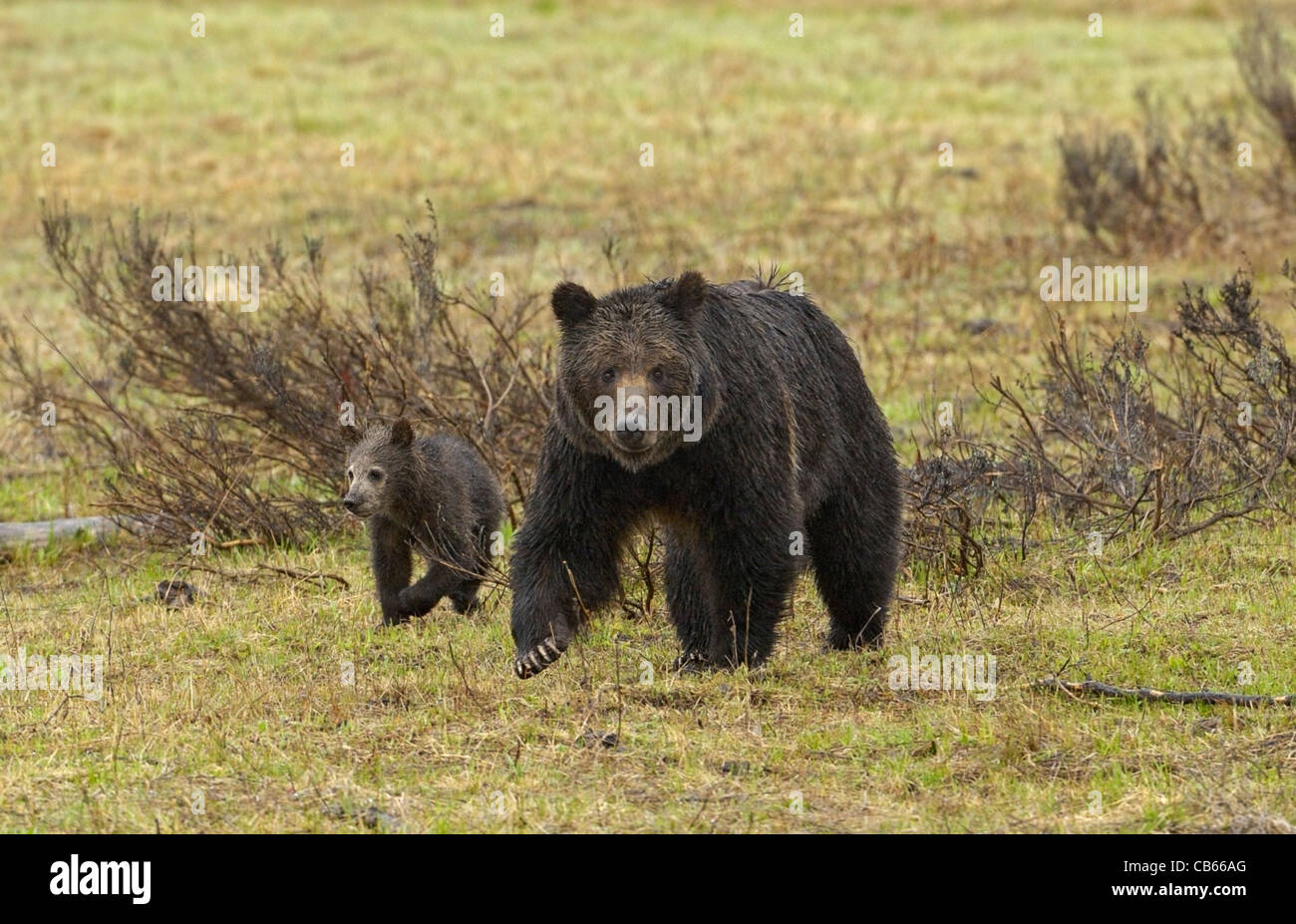 Grizzly madre cub y caminar en el Parque Nacional de Yellowstone. Foto de stock