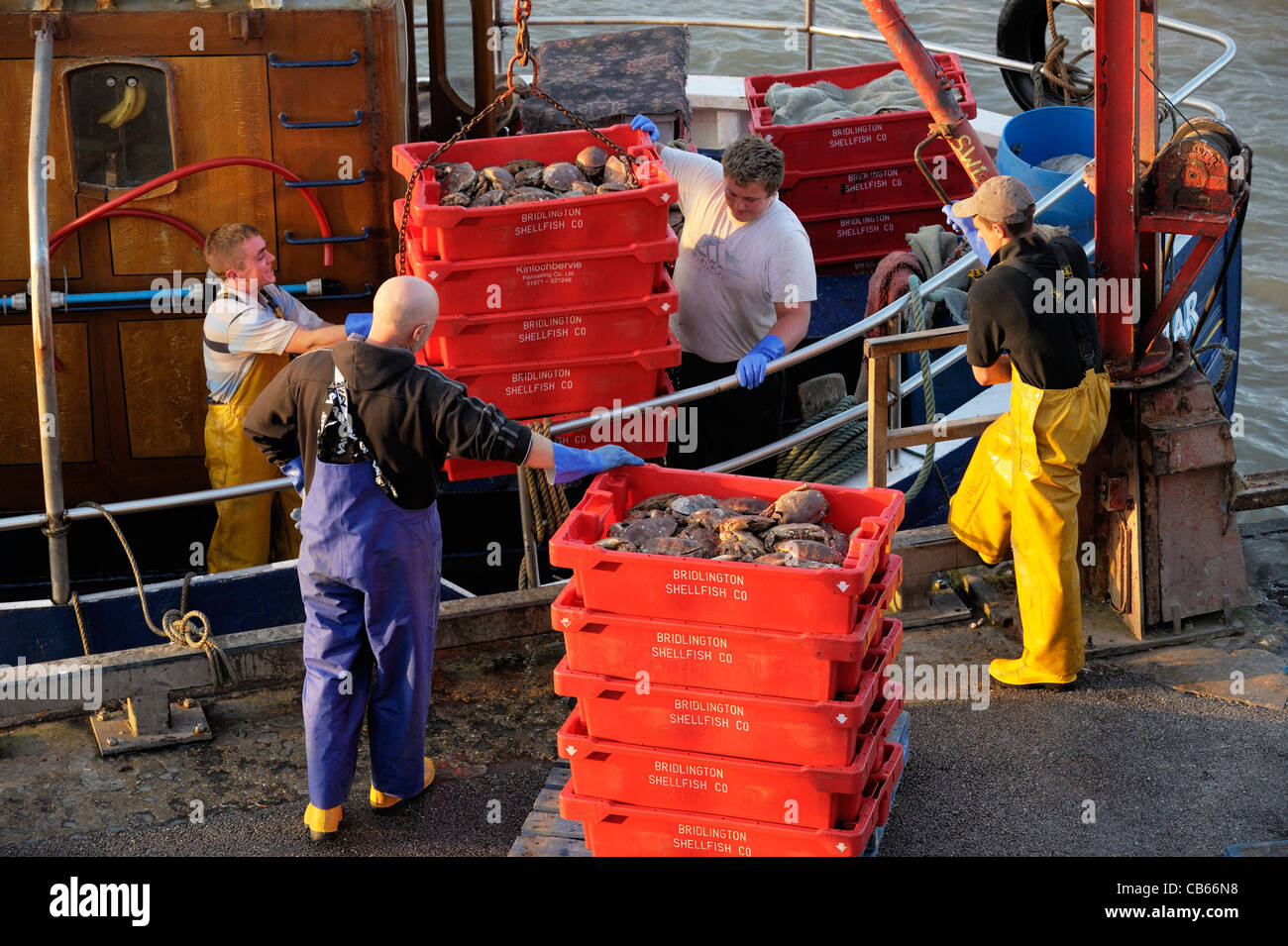 Los pescadores del Mar del Norte descargar captura de cangrejos desde el barco de pesca en adelante de estrellas en el East Yorkshire peces muelle puerto de Bridlington Foto de stock