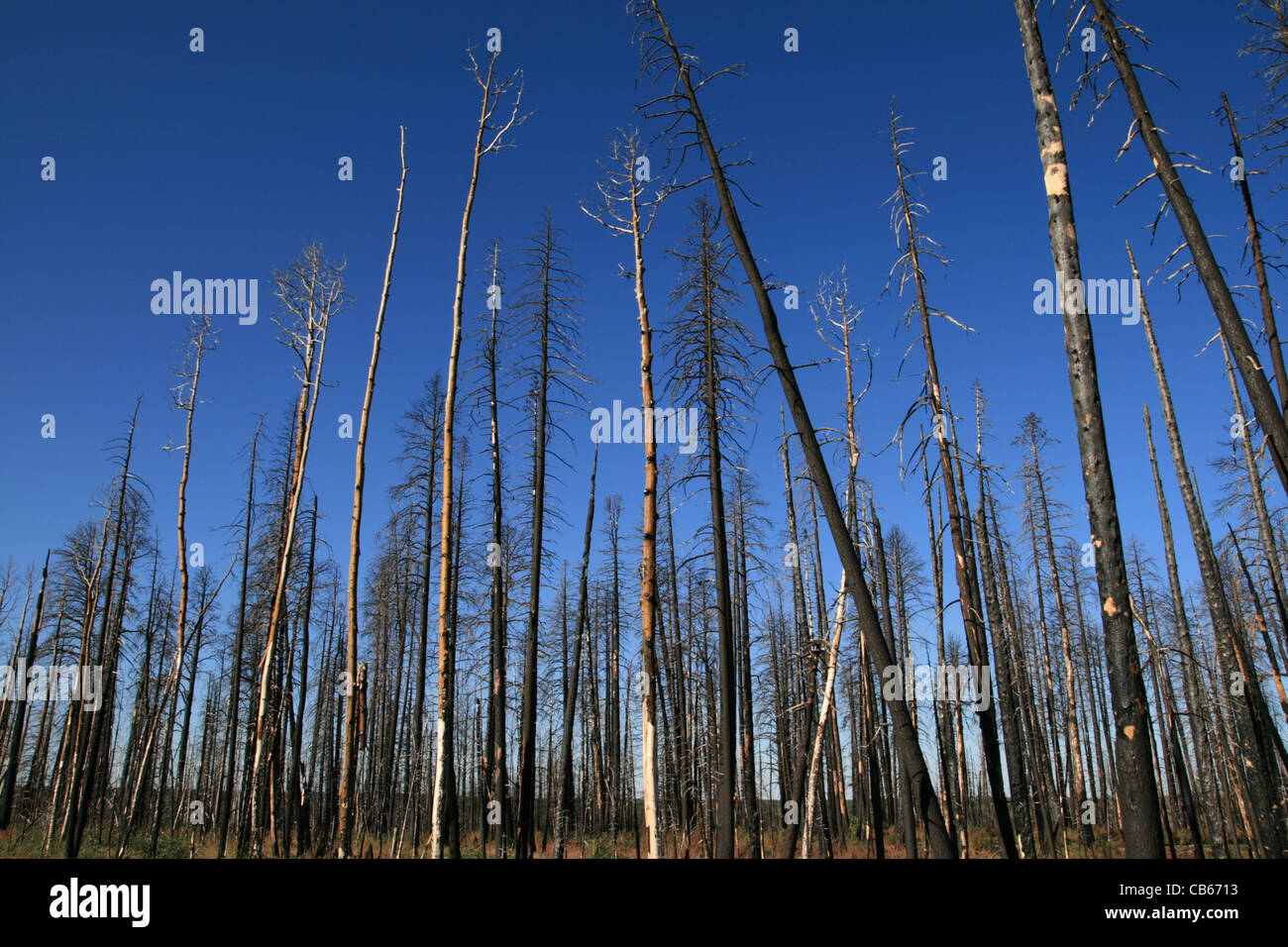 Quema árboles contra un cielo azul desde el cálido fuego en el norte de Bosque Nacional Kaibab Foto de stock