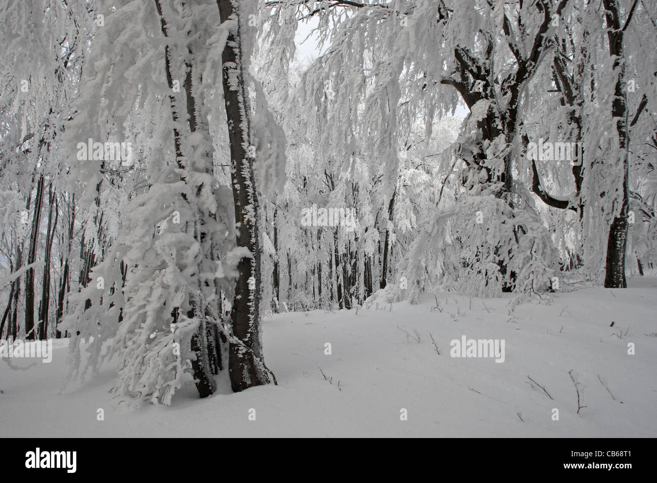 Bosque. Escena de Invierno con árboles en la nieve. Parque Nacional de los Balcanes centrales. Bulgaria Foto de stock