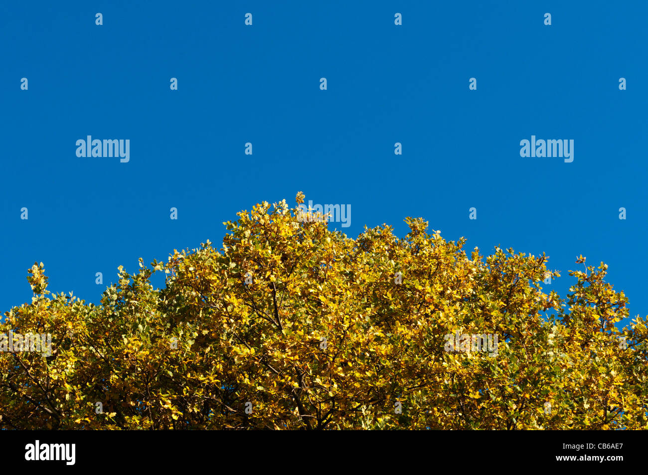 Hojas otoñales doradas sobre un roble contra un cielo azul claro. Foto de stock