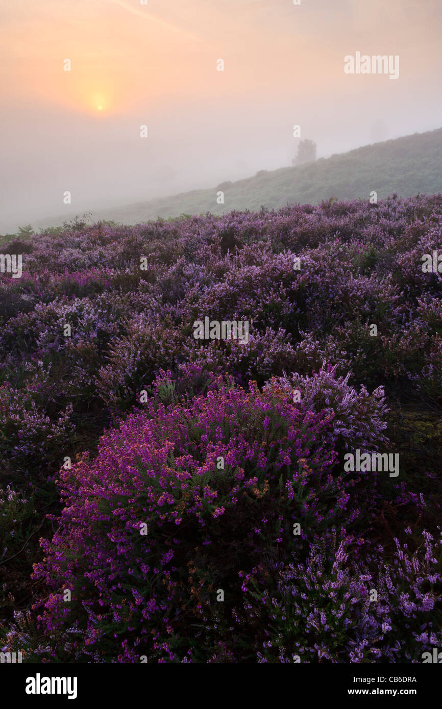A través de la neblina del sol en una mañana de verano tardío en Rockford comunes en el Parque Nacional de New Forest, Hampshire, Reino Unido Foto de stock